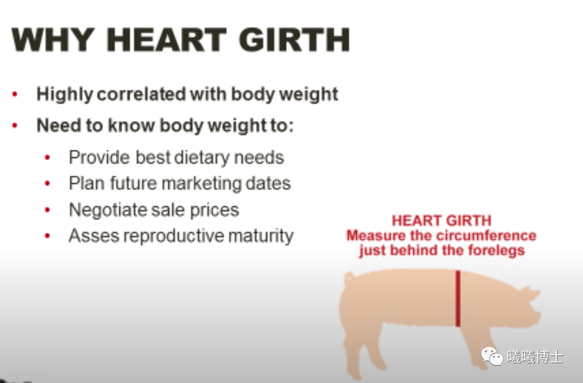 用胸围来估算猪体重适用于育肥猪