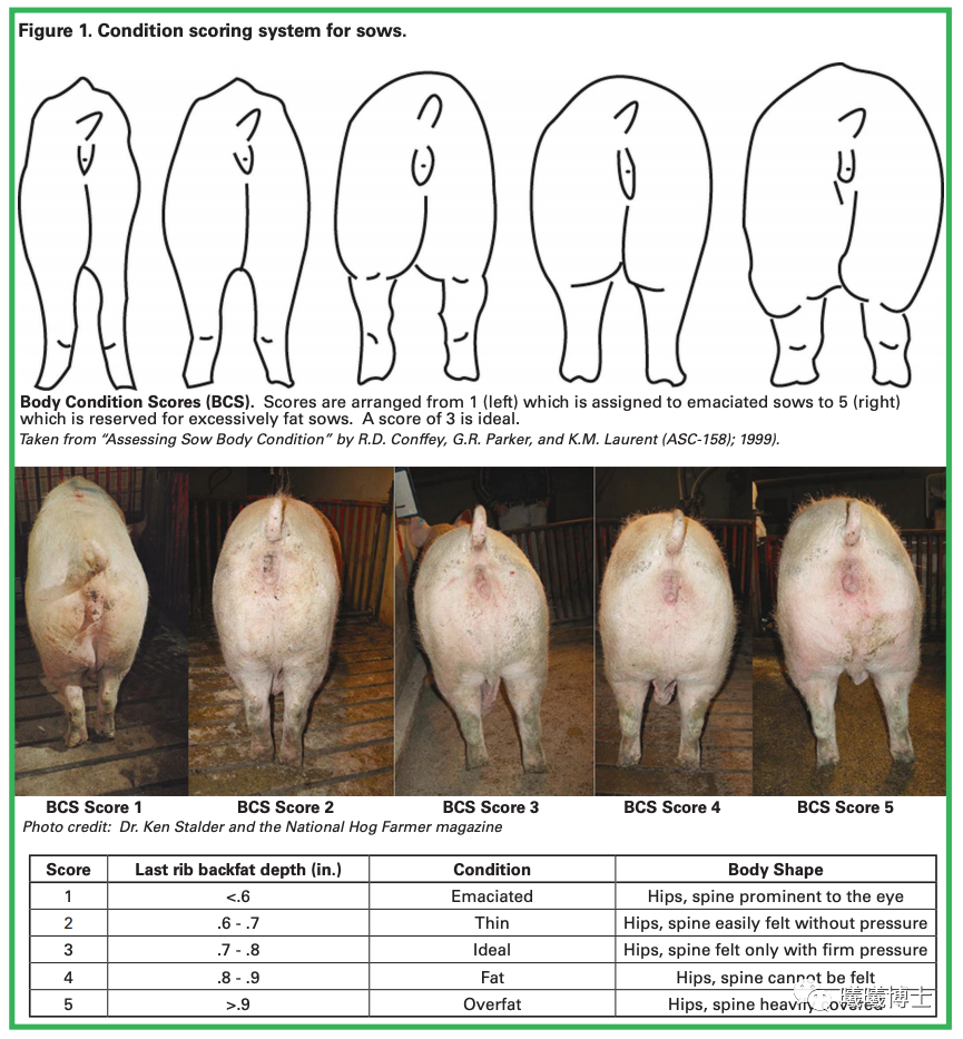 母猪体况评分系统：评分分为5档，其中第3档为母猪最佳状态
