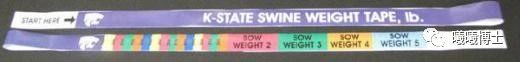 猪体重测量带