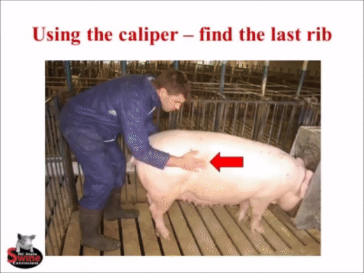 Sow Caliper可客观进行母猪的体况评分