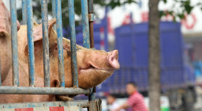 “非瘟”下，依托中小散户的中小型企业的猪场，生物安全该如何做？