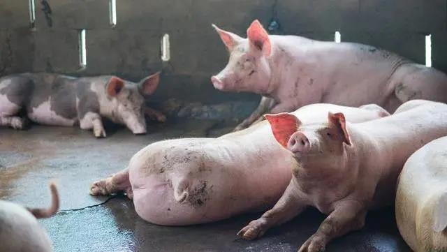 2020年12月23日全国各省市种猪价格报价表，全国种猪整体变化不大，只有江苏出现小幅下降！