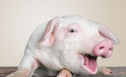 12月23日10公斤仔猪价格，连涨三周，猪企仔猪育肥被“打脸”？