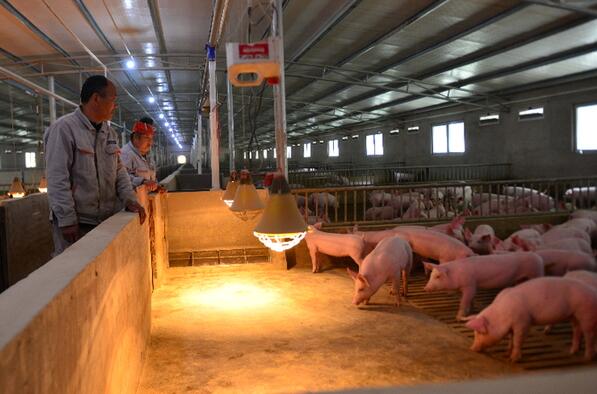 贵州台江：生猪养殖达2亿元 扶贫红利正在“走红”