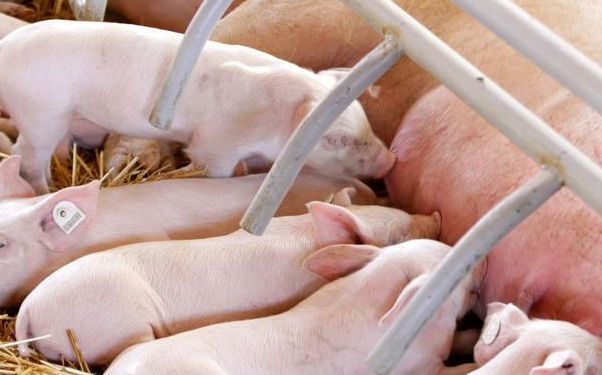 2020年12月24日全国各省市10公斤仔猪价格行情报价，局部地区跌至600元/头，养殖户可适当补栏