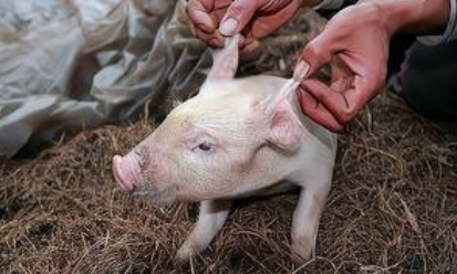 冬季猪场频发呼吸道疾病，养猪人该采取怎样的防治对策？