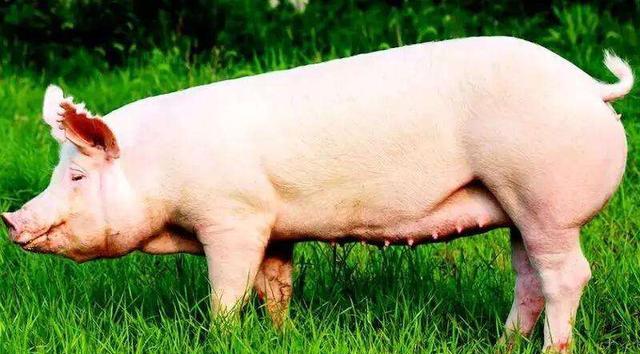 2020年养猪，有母猪就有了未来，你知道如何从小猪开始培育母猪吗