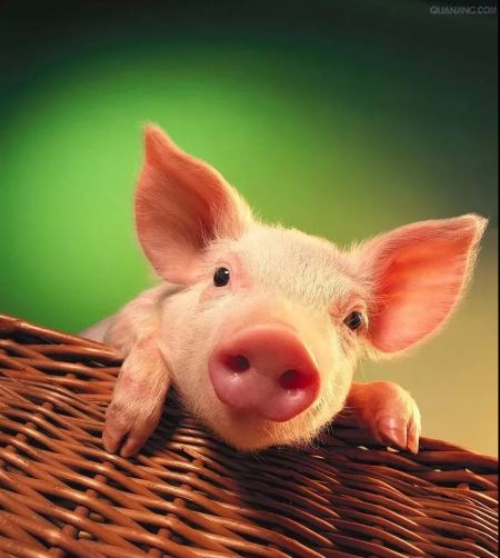 2020年12月25日全国各省市15公斤仔猪价格行情报价，不同地区间价格差较大，养猪户可寻找其中盈利机会