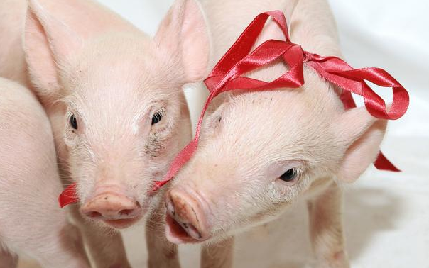 2020年12月27日全国各省市15公斤仔猪价格行情报价，猪价“涨势汹汹”，仔猪价格还能继续涨？