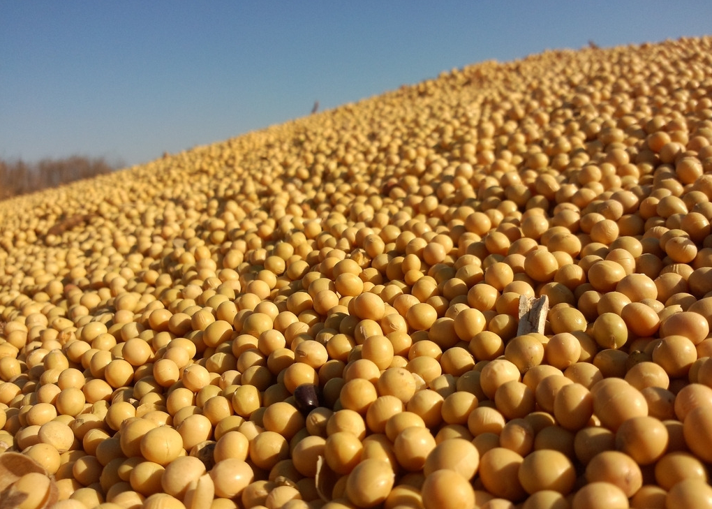 12月28日饲料原料：豆粕“王者归来”！“疯涨”的玉米要消停了？