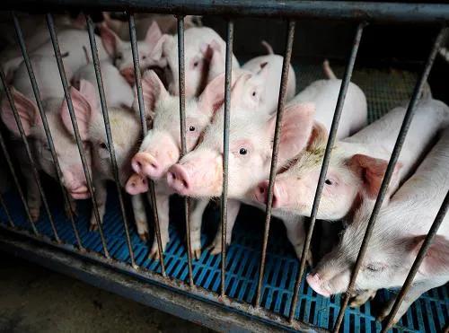 河南生猪调研报告：母猪存栏多数已恢复到非瘟前水平，出栏高峰或在明年四季度