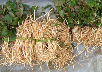 老兽医用20年经验告诉你鱼腥草治猪病的妙用