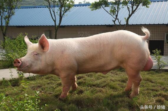 公猪带毒母猪感染，猪棒状杆菌病的流行、诊断及防治措施