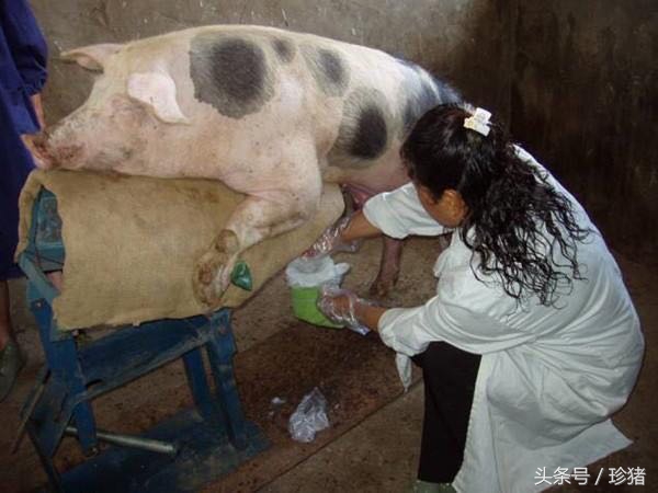 公猪带毒母猪感染，猪棒状杆菌病的流行、诊断及防治措施