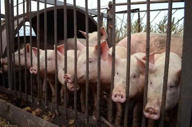 湖北：生猪生产恢复超预期，前11个月出栏生猪达3054.4万头！