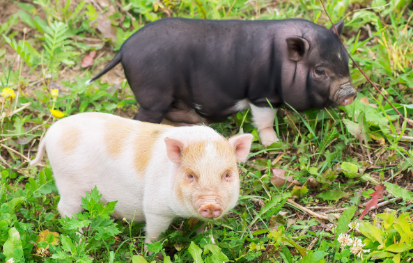 瘦肉猪高产繁殖技术，为生猪养殖场的瘦肉猪高产繁殖提供指导