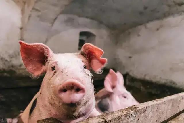 专家预测：2021年生猪均价在11~12元/斤，3年后产能将迎暴增