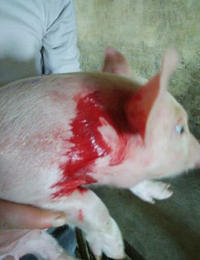非洲猪瘟关键时期，如何应对养殖场的生物安全问题？