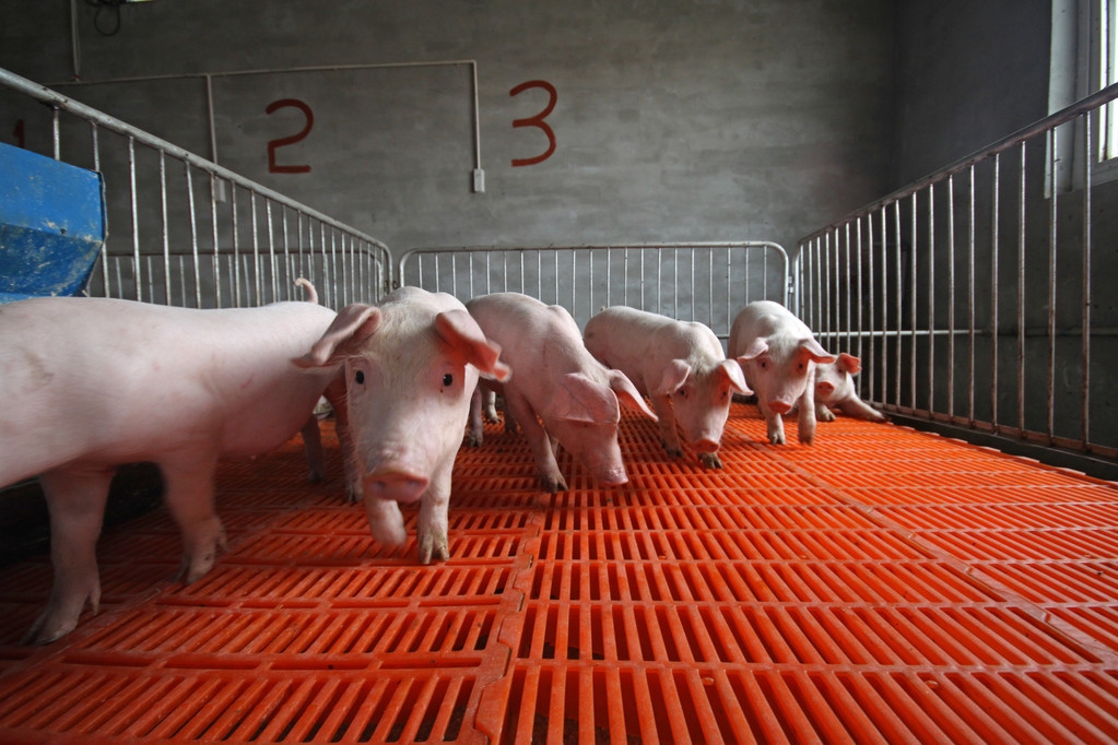 通过科学的仔猪繁育配套技术，达到有效提高农户的养殖效率的方法