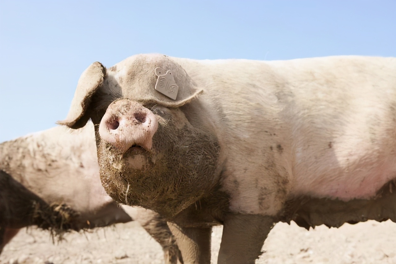 12月30日生猪价格，饲料涨价潮再来，猪价能度过“跨年夜”？