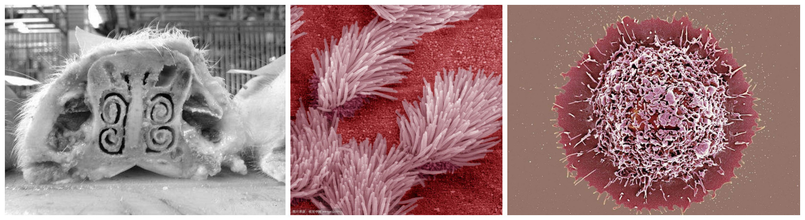 鼻甲骨（左）、呼吸道纤毛（中）、肺泡巨噬细胞（右）
