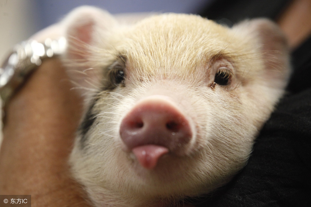 养猪禁用抗生素？不怕！养猪人可以利用这三个方法防控猪病