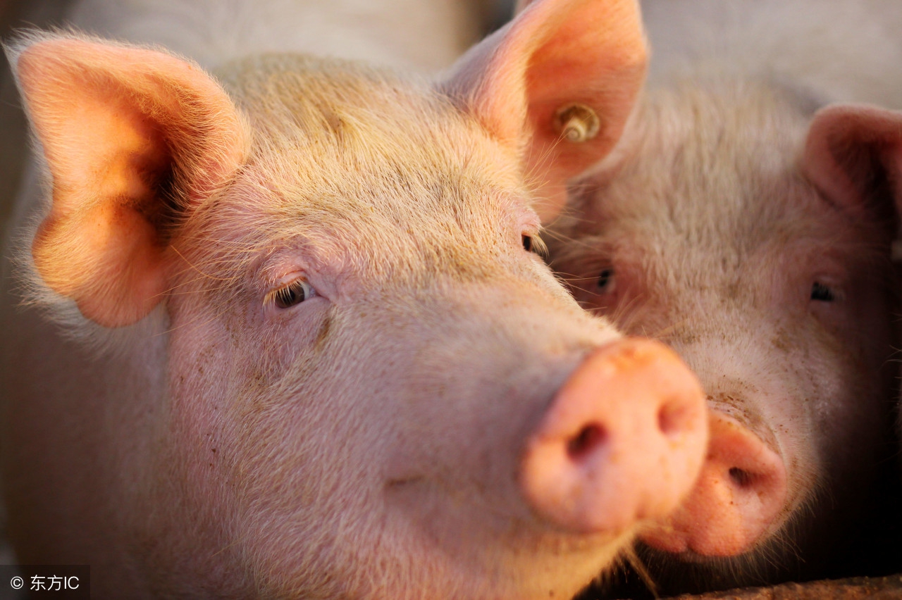 养猪禁用抗生素？不怕！养猪人可以利用这三个方法防控猪病