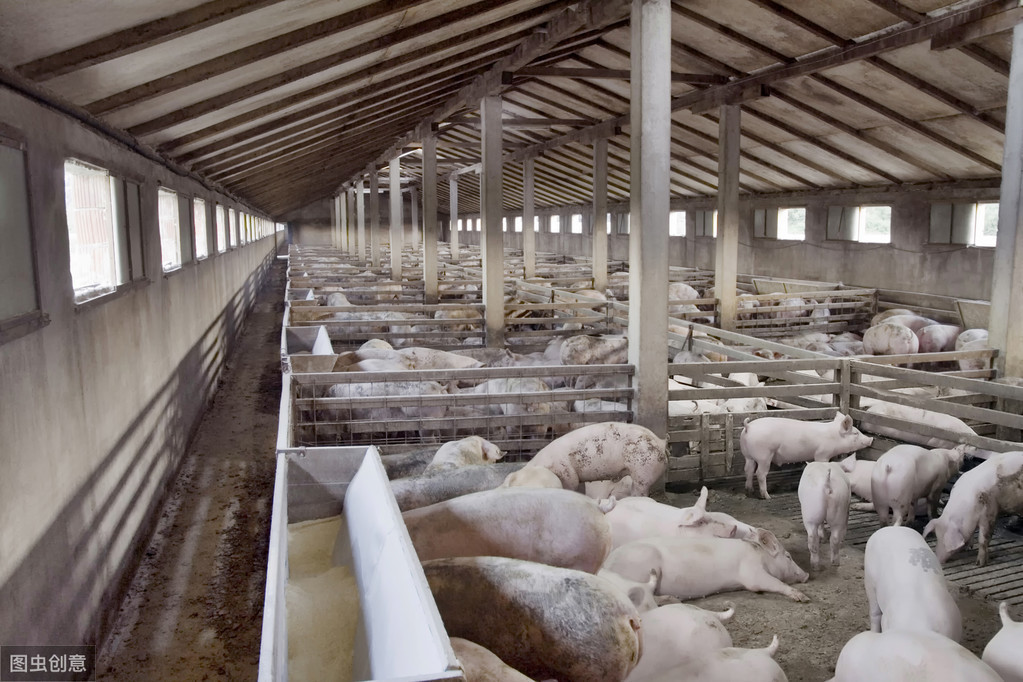 豬場細化管理與飼養技術,養殖效益最大化,下面幾個步驟要學會