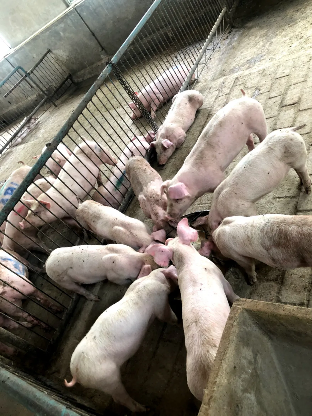 冬季生猪饲养管理的关键技术