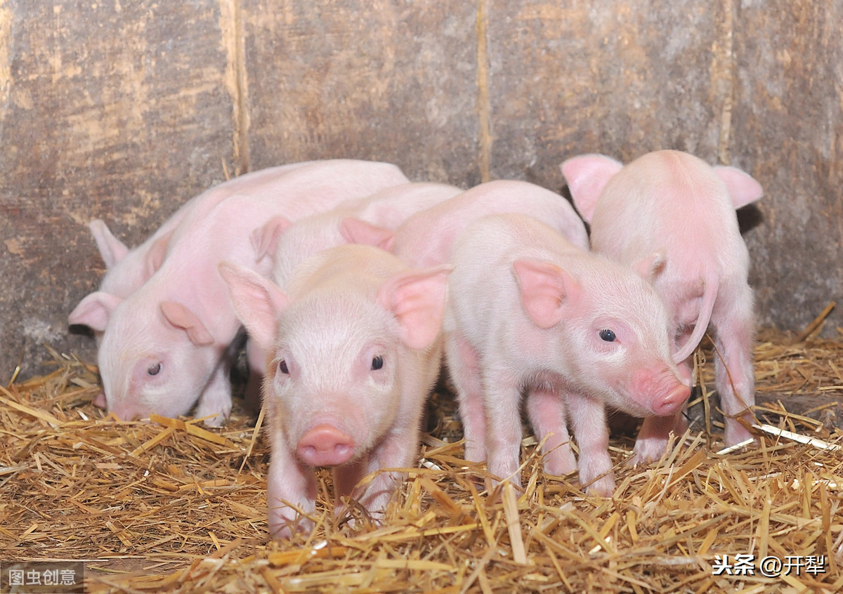 养殖场常见猪病的防治工作，以及几种猪病的病症及治疗，你了解吗