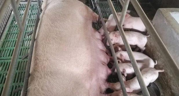 猪场补栏后，二胎母猪繁殖性能差，如何提高？看这里