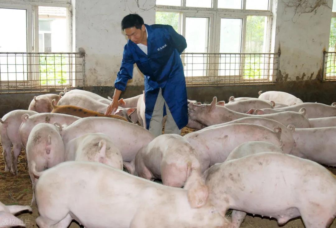 致敬2020中国猪业人