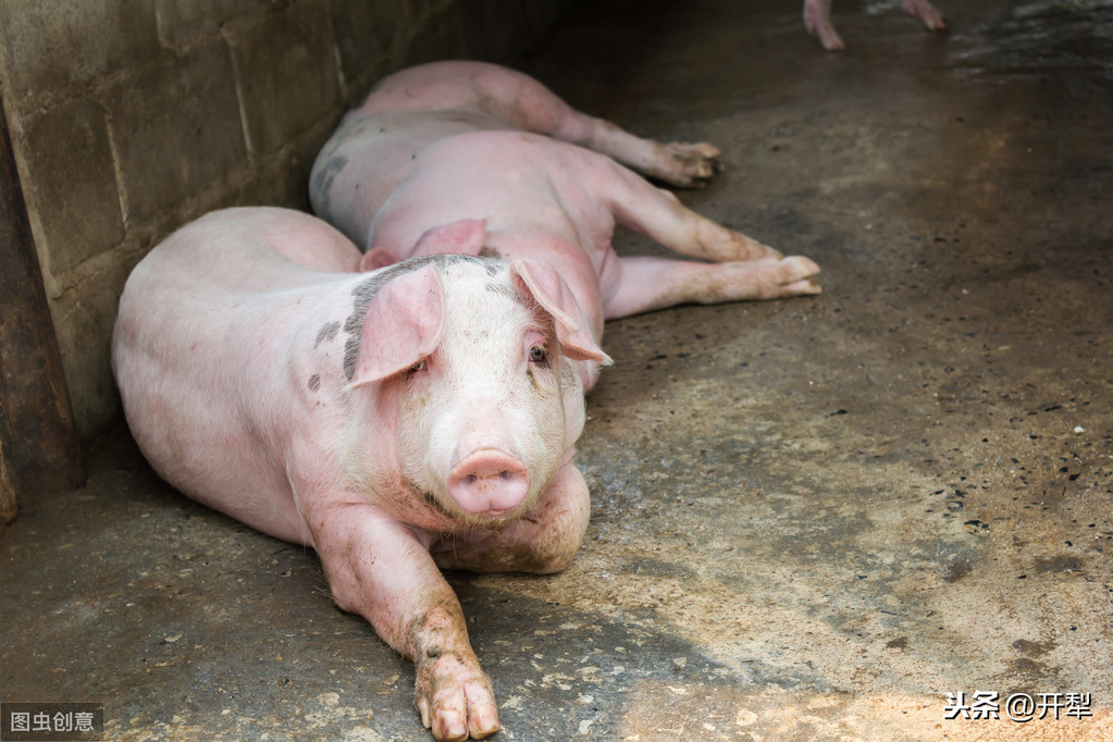 养殖场常见猪病的防治工作，以及几种猪病的病症及治疗，你了解吗