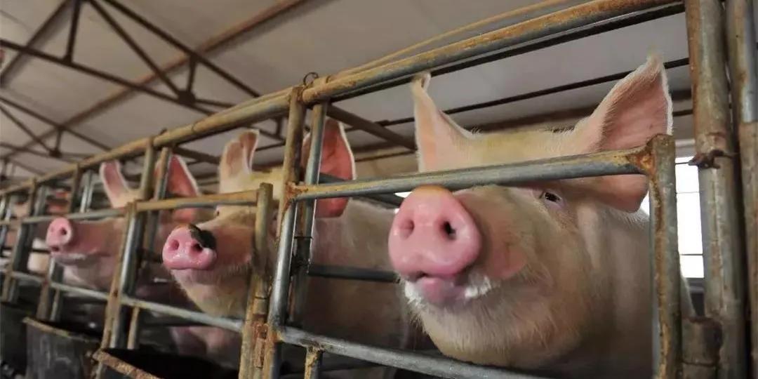 1月3日生猪价格，元旦猪价“牛气冲天”！春节又要吃不起猪肉了？