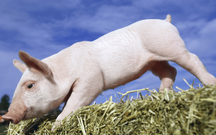 2021年01月04日全国各省市20公斤仔猪价格行情报价，受生猪价格带动仔猪持续上调
