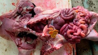 哺乳仔猪的消化道，可见小肠充血，液体呈黄色