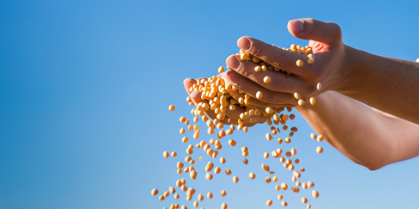 1月4日饲料原料，基层粮食消耗加快，玉米豆粕仍有上涨的潜力？