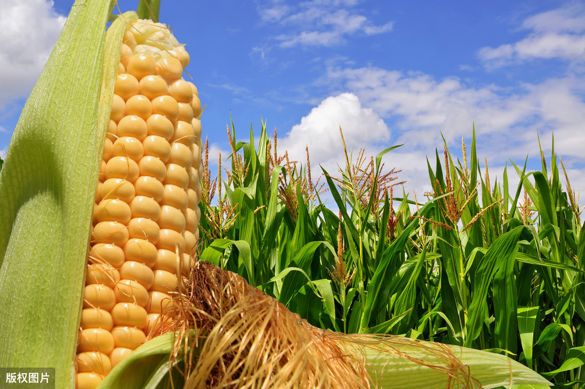 饲料玉米富含多种营养物质在畜牧业应用广泛，栽培技术要点来了
