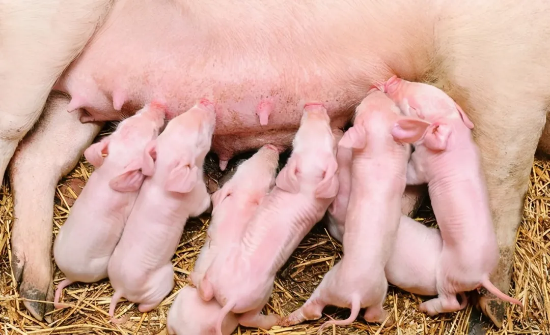 2021年进场养猪是机会吗？现在进场养殖合适不合适？
