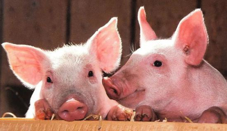 2021年01月05日全国各省市15公斤仔猪价格行情报价，仔猪价格跟涨生猪，但向上曲线平缓