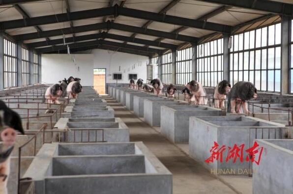 农业农村部推介湖南经验：生猪活体可抵押贷款 ！