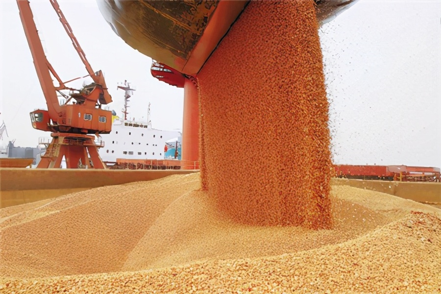 1月5日饲料原料，粮食价格创新高，玉米豆粕进口采购填补缺口？