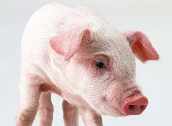 猪饲料添加剂是什么？有哪些类型？猪饲料添加剂有什么作用？