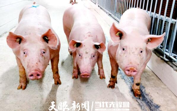 种猪抵达黔西南州德康种猪隔离场
