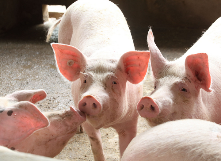 猪饲料添加剂是什么？有哪些类型？猪饲料添加剂有什么作用？
