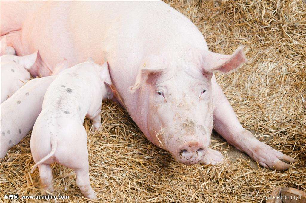 “十四五”时期猪肉产能要稳定在5500万吨左右