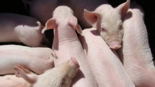 募资10.3亿！新五丰拟增8个母猪场，年出栏仔猪数量将达108万头