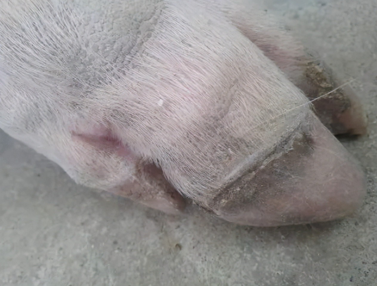猪蹄裂的原因及防治方法猪蹄裂病怎么快速治疗猪蹄裂用什么药