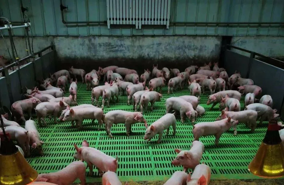 用数据告诉你，产仔间隔怎样影响猪场生产效率