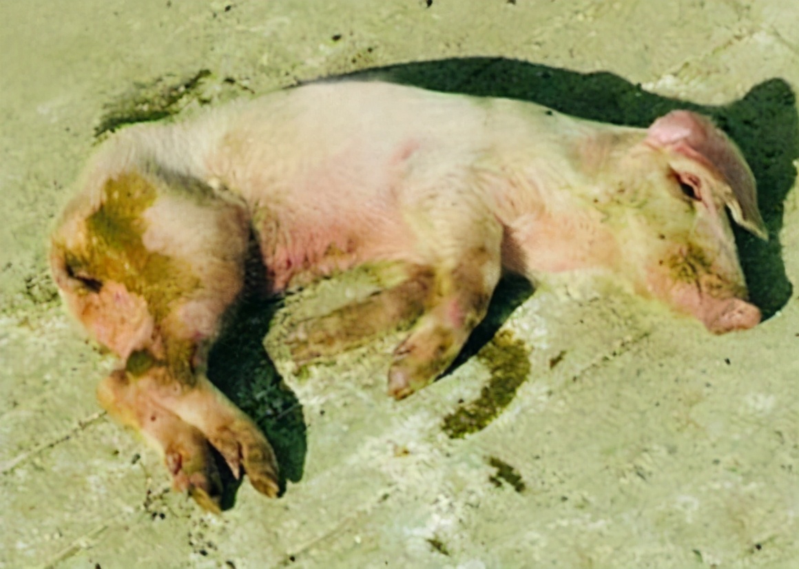 猪流行性腹泻的症状以及治疗，猪传染性胃肠炎的症状与治疗